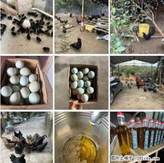 油茶园从小鸡仔开始养起的纯土鸡、土鸡蛋可以预定啦！还有前几天刚榨的纯山茶油哦 - 金华28生活网 jh.28life.com