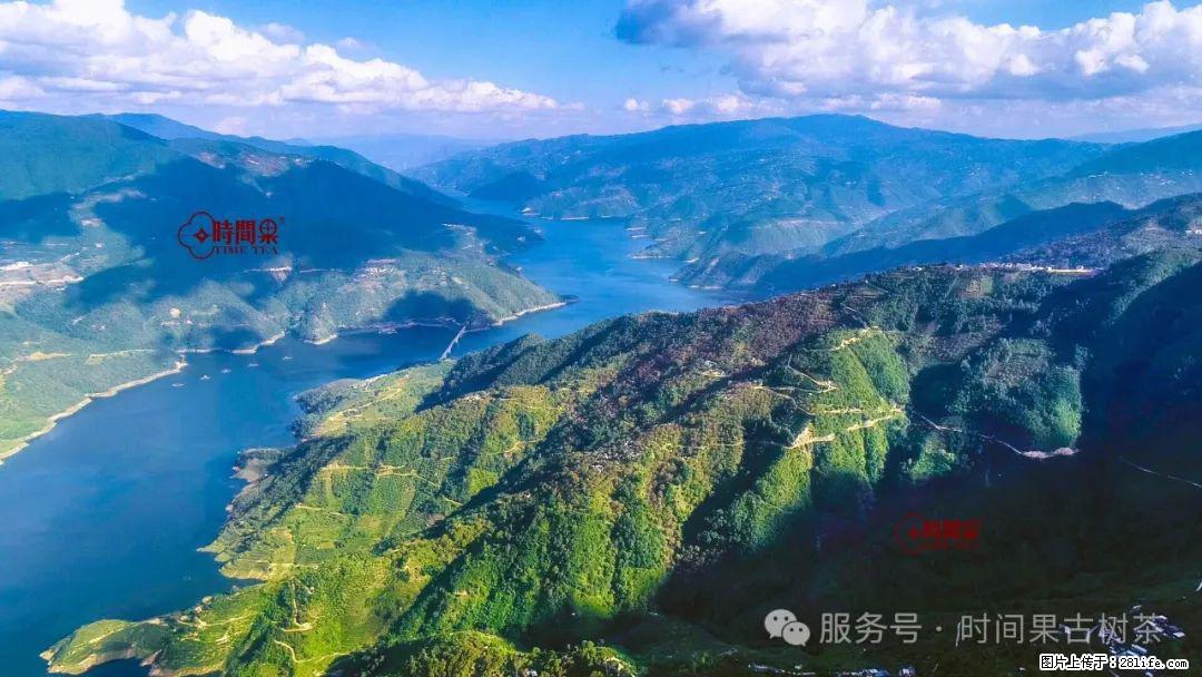 时间果百年古树龙珠普洱生茶 - 购物交流 - 金华生活社区 - 金华28生活网 jh.28life.com