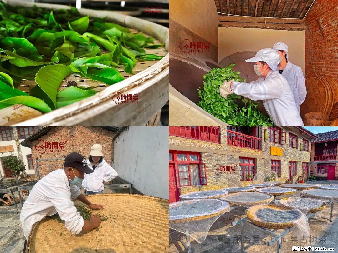 时间果百年古树龙珠普洱生茶 - 购物交流 - 金华生活社区 - 金华28生活网 jh.28life.com