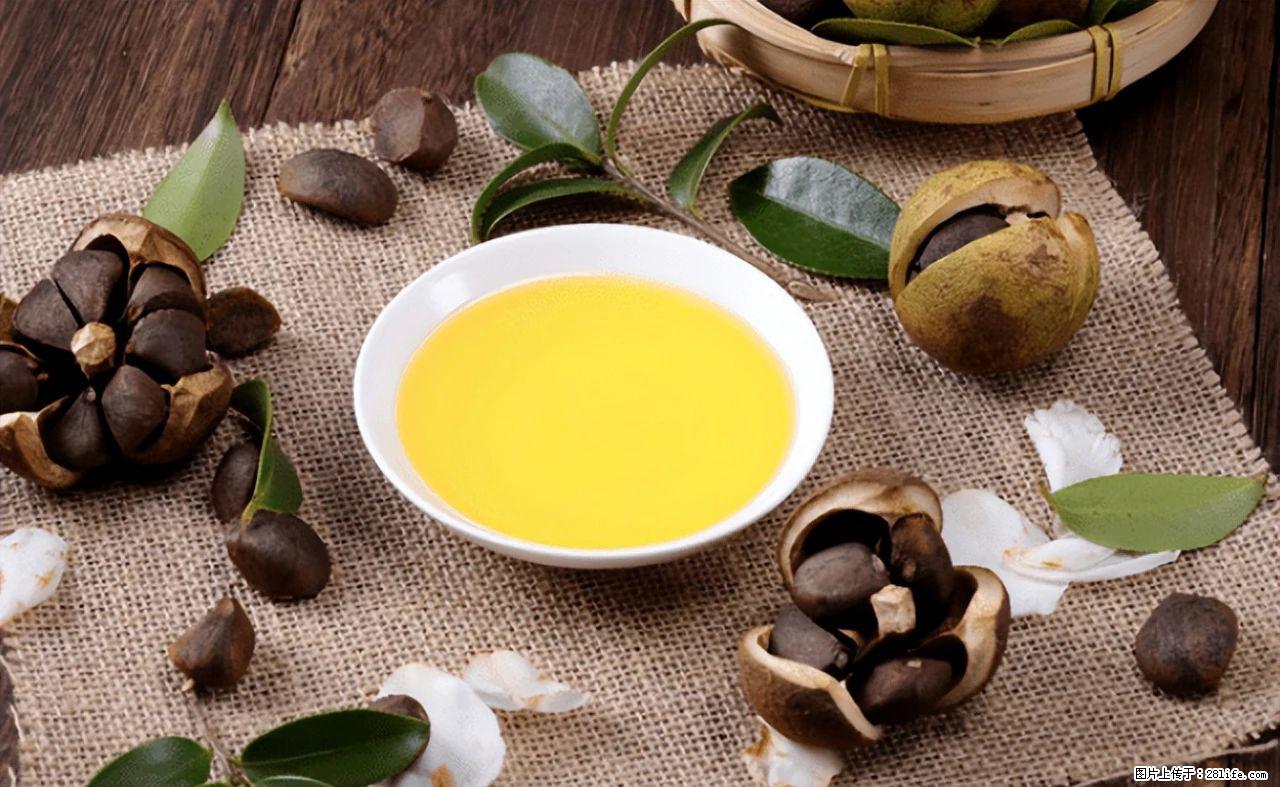 揭秘茶油的5大核心营养成分！被称为人体健康的“守护盾”！ - 金华生活资讯 - 金华28生活网 jh.28life.com