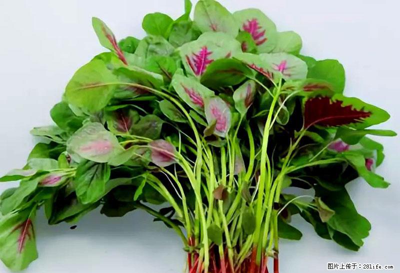 这些蔬菜是“天然钙片”，这6种被医生重点推荐 - 金华生活资讯 - 金华28生活网 jh.28life.com