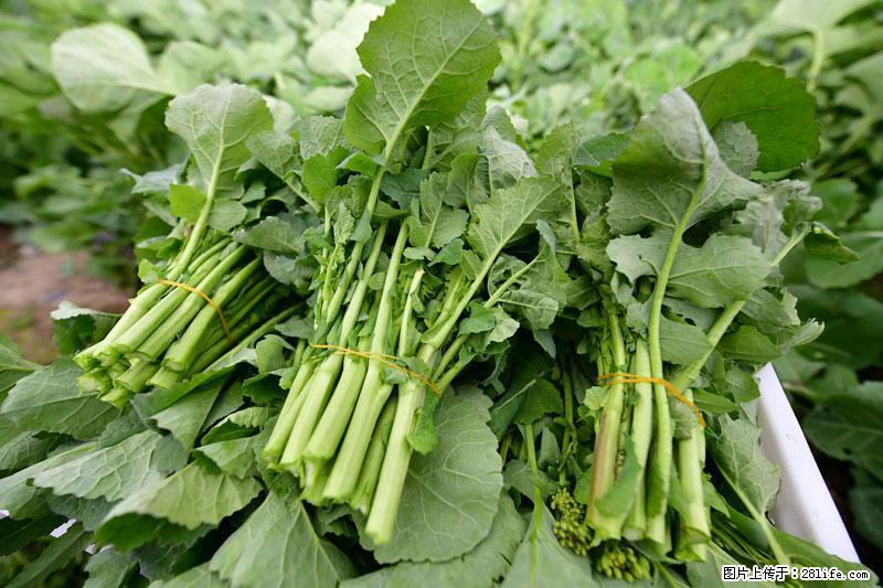 这些蔬菜是“天然钙片”，这6种被医生重点推荐 - 金华生活资讯 - 金华28生活网 jh.28life.com